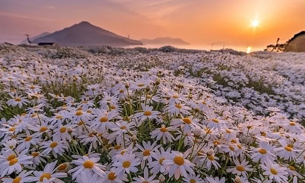 Hoa cúc trắng cùng ánh chiều tà là một cảnh tượng tuyệt vời và lãng mãn vô cùng. Khi ánh nắng dịu đi, tạo ra một dải sáng vàng ấm ấp, cánh đồng cúc trắng nằm vươn mình trong sự tĩnh lặng của buổi tà dần buông