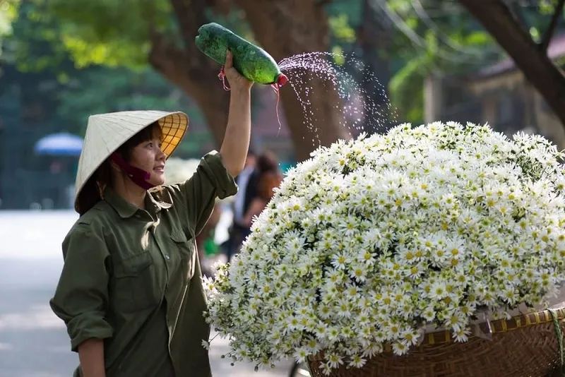 Cứ đến gần cuối năm, thủ đô Hà Nội lại rực sắc bởi hoa cúc họa mi