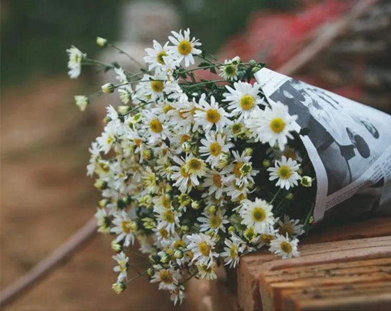 Hoa cúc cánh mối trắng thường được nhiều người chọn khi viếng thăm người thân đã qua đời