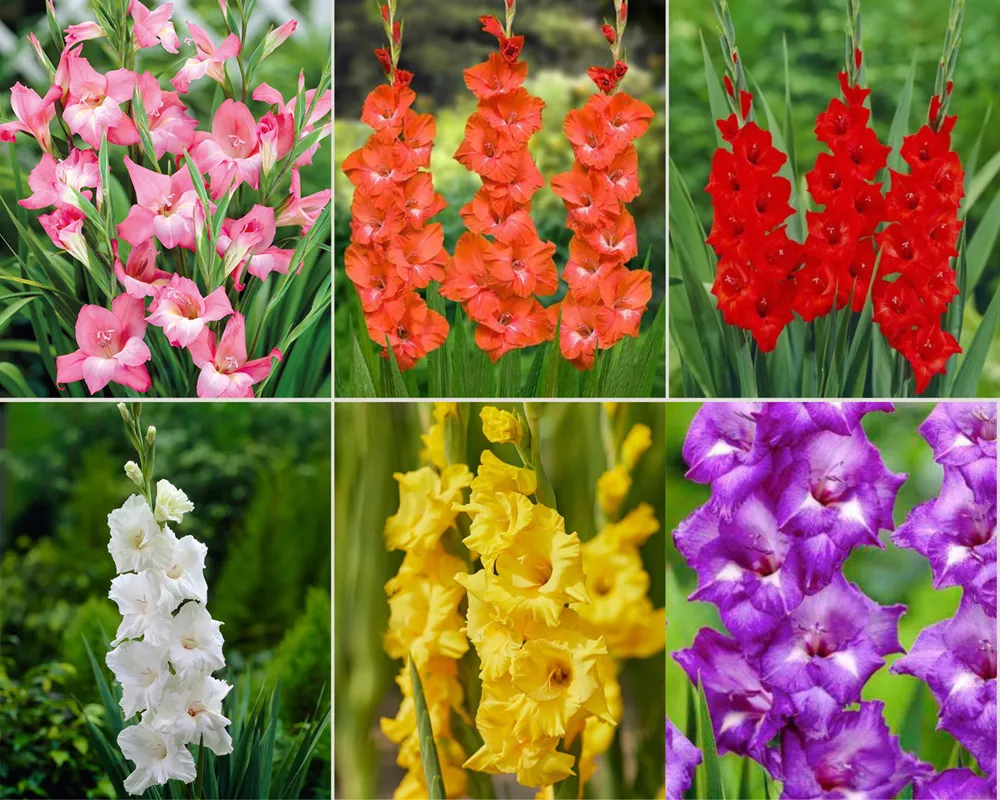 Tất cả các loài hoa đều mang trong mình một ý nghĩa biểu tượng đặc biệt, và hoa lay ơn cũng không phải là ngoại lệ