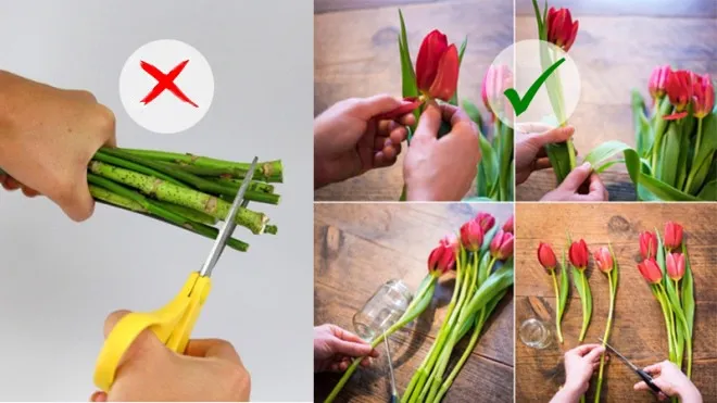 Không nên cắt ngang gốc hoa và phải cắt xéo, việc làm này giúp hoa không áp sát đáy bình và có thể hút nước tốt hơn (Lưu ý trước khi cắm hoa lay ơn)