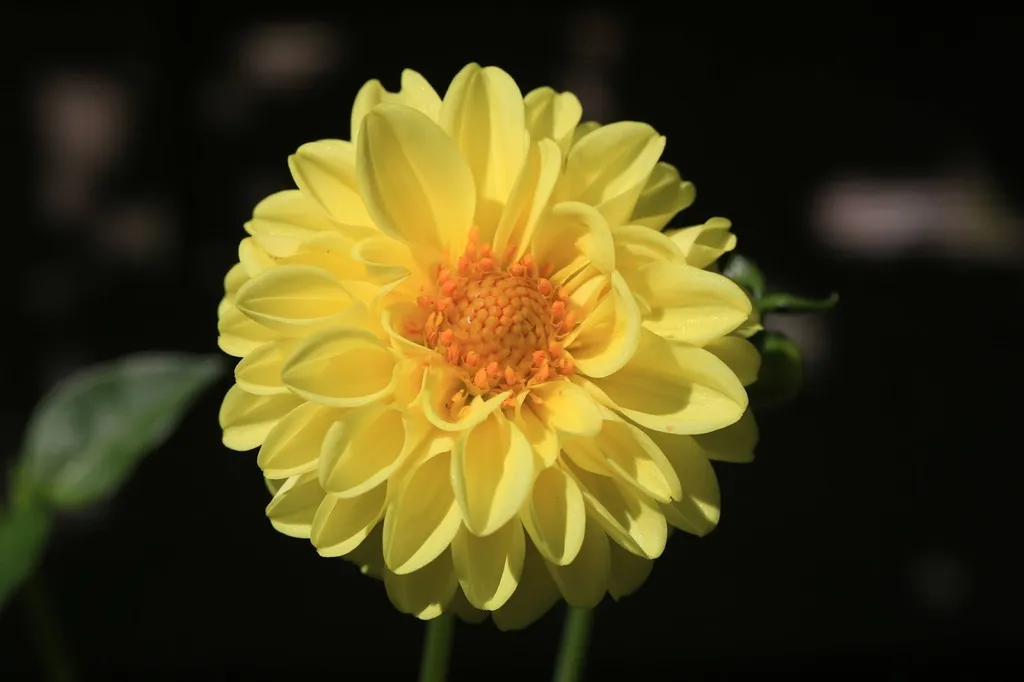 Hoa thược dược vàng là loài hoa mang lại niềm vui và sự tích cực