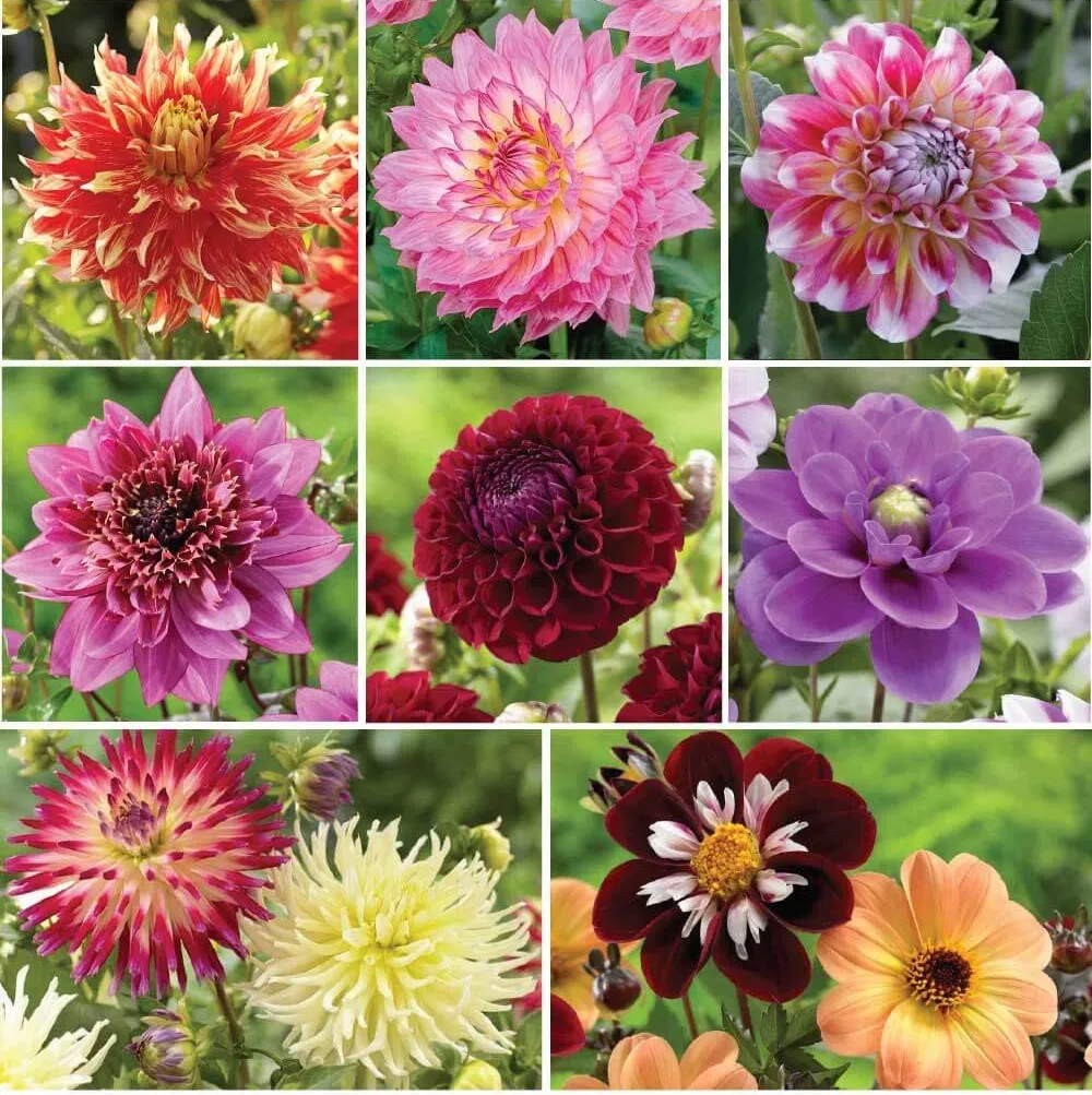 Hoa thược dược có tới 42 loài khác nhau với nhiều kiểu dáng hoa 