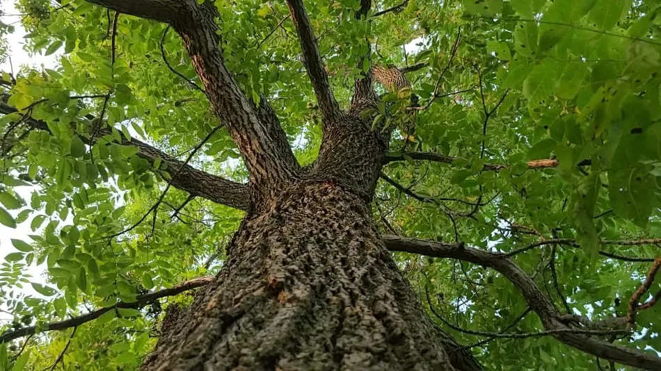 Cây gỗ óc chó hay còn gọi là cây Juglans regia
