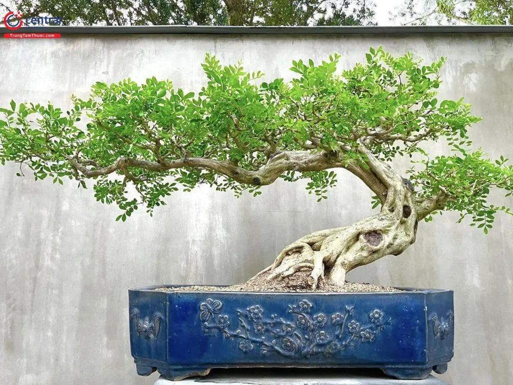 Cây nguyệt quế bonsai với kiểu dáng vô cùng bắt mắt