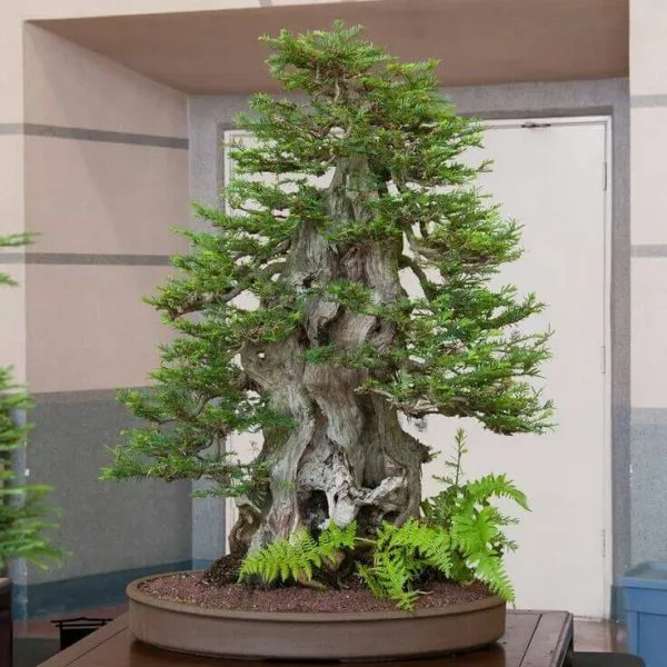 Cây nguyệt quế bonsai được đặt để trang trí ngoại thất