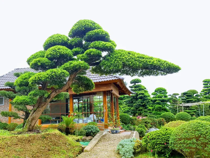 Cây tùng la hán thường được trồng rất nhiều trong các ngôi chùa tại các nước châu Á như Việt Nam, Nhật Bản, Hàn Quốc... bởi ý nghĩa phong thủy của nó