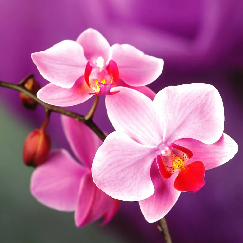 Hoa lan có hình dáng đẹp và hương thơm quyến rũ