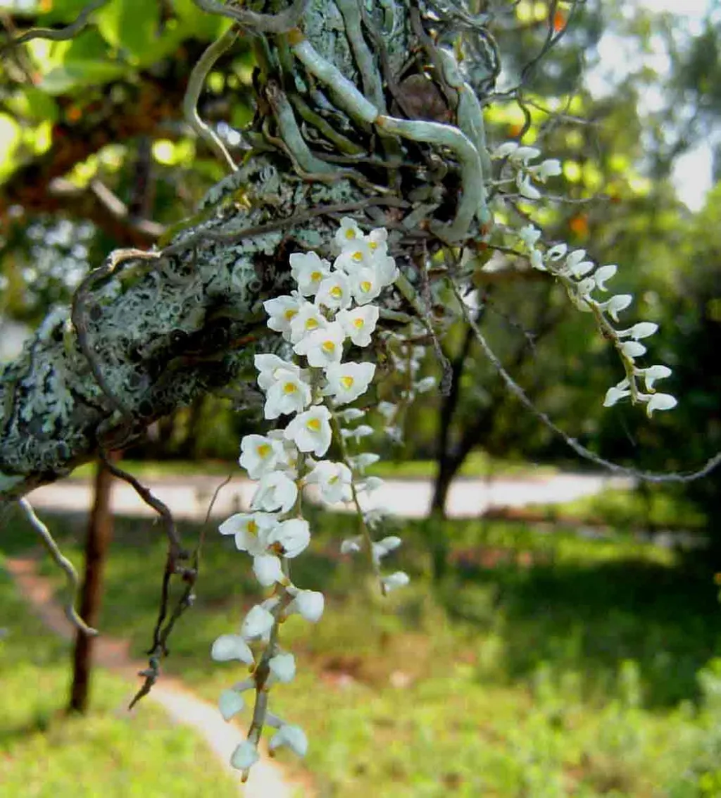 Hoa lan là loài cây sống phụ thuộc vào cây thân gỗ trong tự nhiên