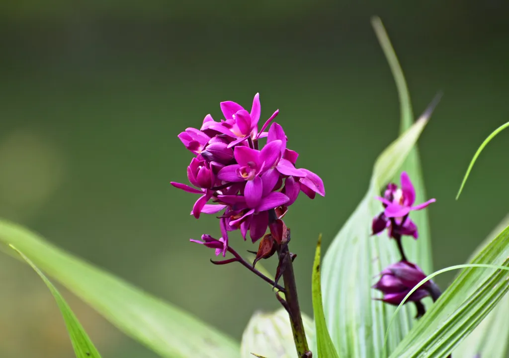 Hoa lan thiên nga là loài hoa lan rất dễ sống