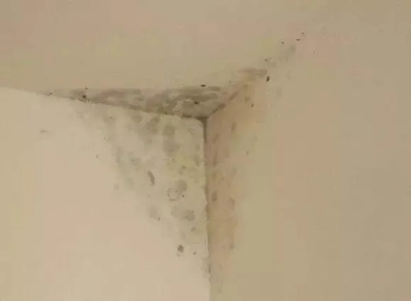 Cách phòng ngừa nấm mốc trên tường nhà 