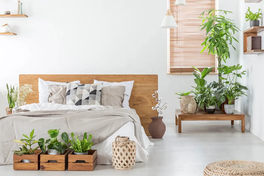 Chọn lựa một vài loại cây đặt trong phòng ngủ giúp trang trí và tăng chất lượng giấc ngủ