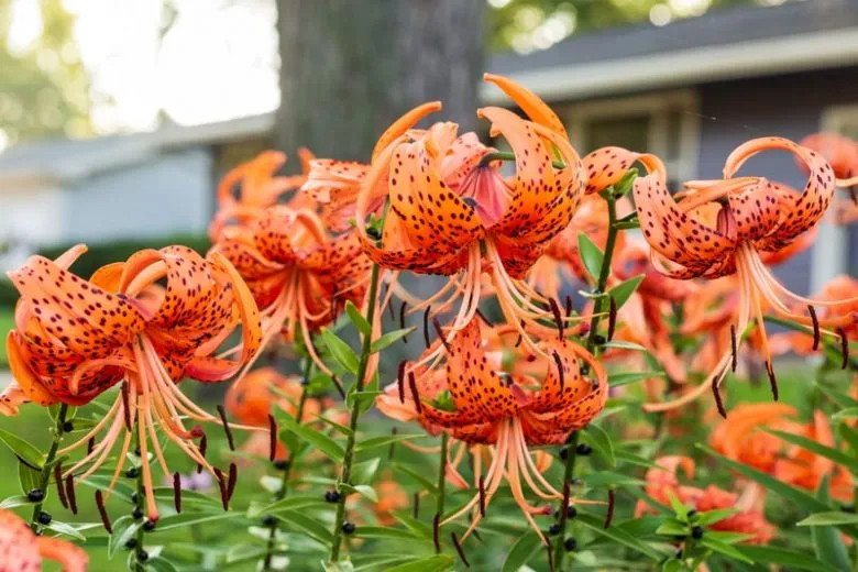 Vẻ đẹp đặc biệt của hoa bách hợp Tiger Lily