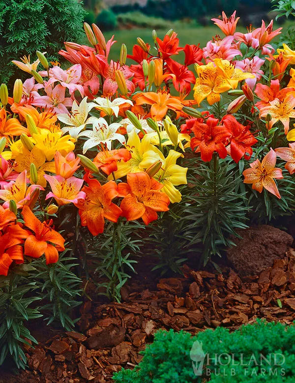 Vườn hoa bách hợp nhiều màu sắc. Nguồn: Holland Bulb Farms