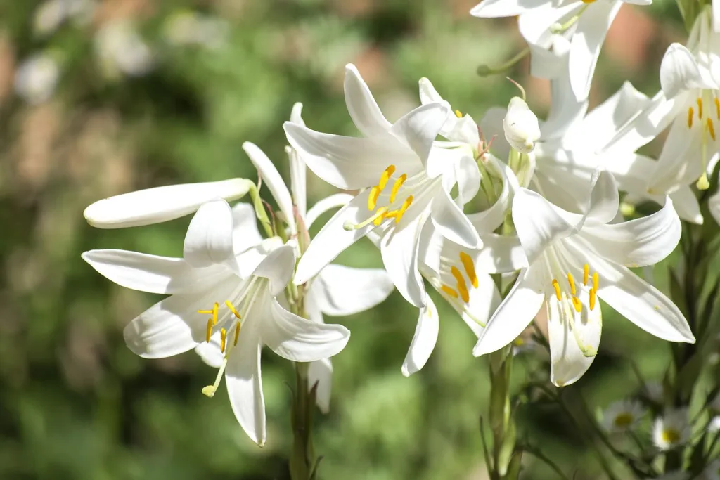 Hoa bách hợp trắng dưới nắng