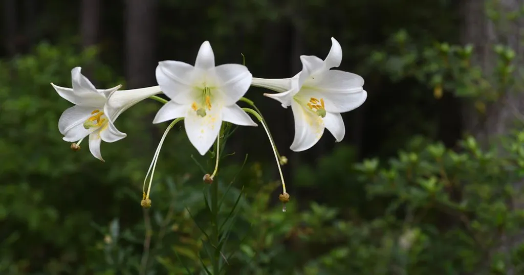 Hoa bách hợp trắng với vẻ đẹp thuần khiết