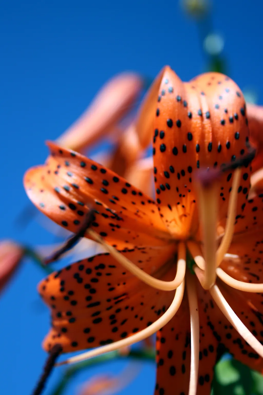 Họa tiết đặc biệt của hoa bách hợp Tiger Lily
