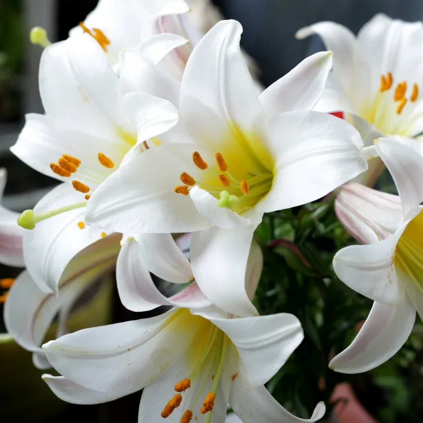 Ý nghĩa của hoa bách hợp trắng