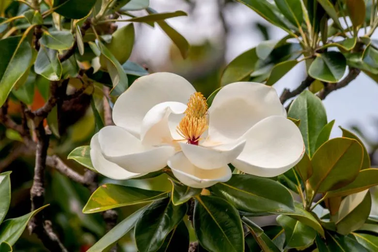 Hoa mộc lan Nam - Magnolia Grandiflora