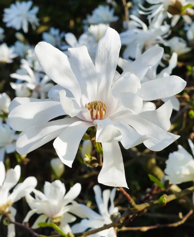 Hoa mộc lan sao - Magnolia Stellata 