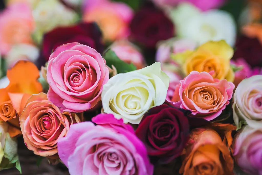 Hoa hồng rất đa dạng về loài cũng như màu sắc