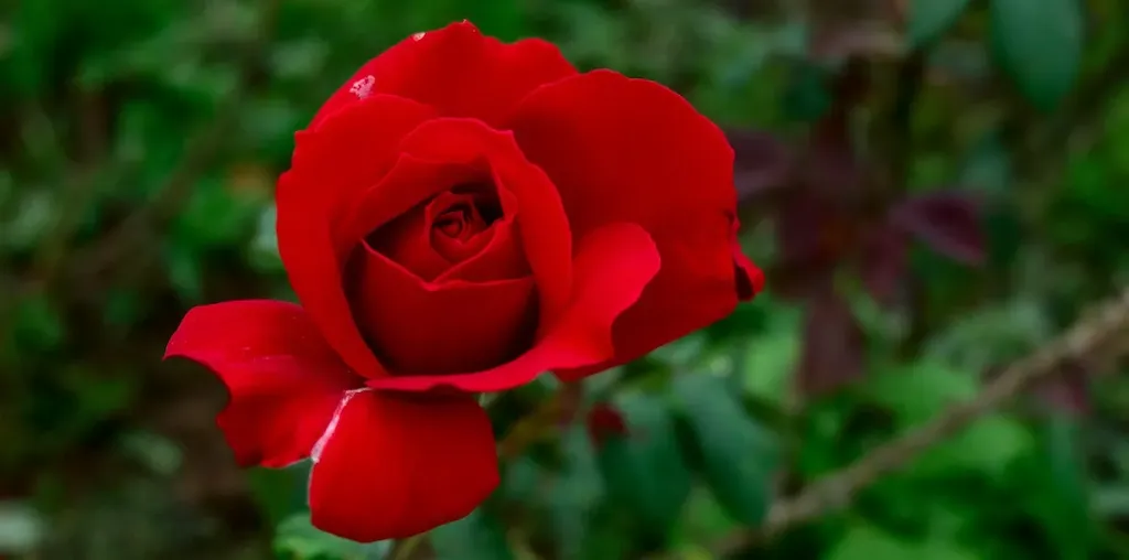 Truyền thuyết về hoa hồng đỏ