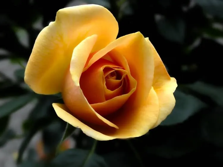 Ý nghĩa của hoa hồng vàng