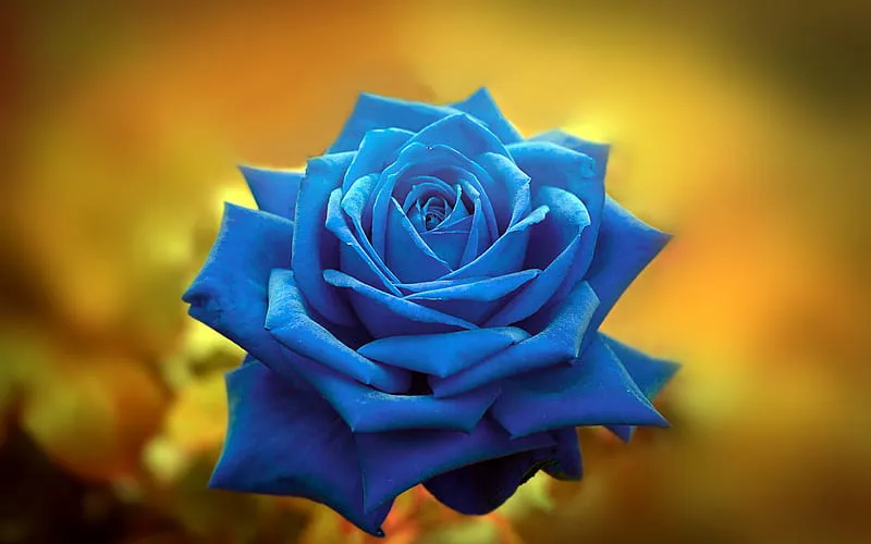 Ý nghĩa của hoa hồng xanh dương