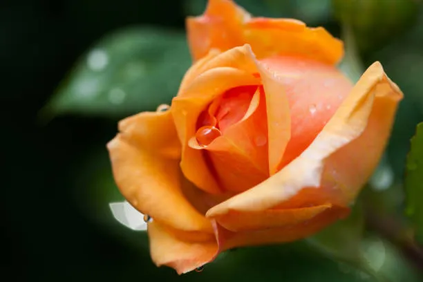 Ý nghĩa của hoa hồng cam