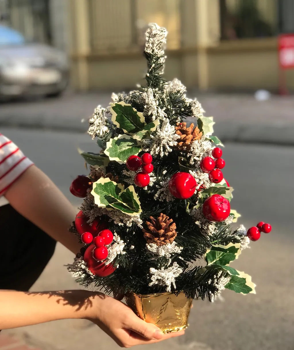 Cây thông nhỏ nhắn, xinh xắn