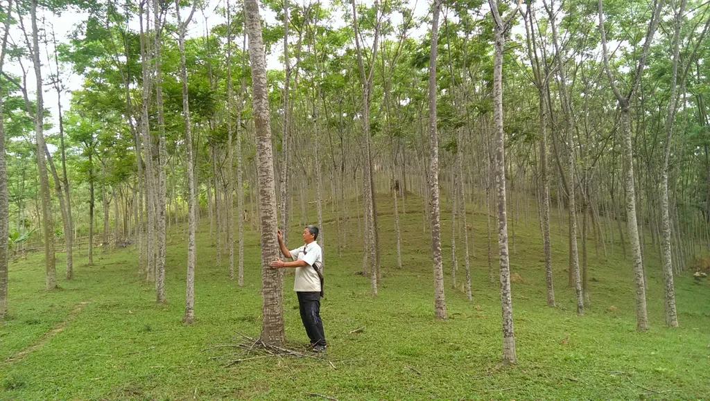 Thân cây xoan ta cứng cáp và tán lá dày giúp giảm tốc độ gió và dòng chảy nước