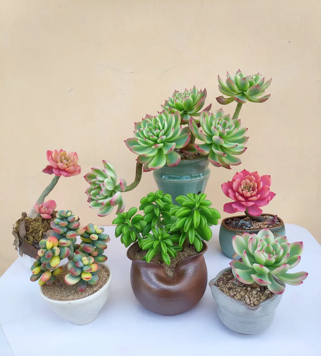 Với các bạn trẻ, ý nghĩa hoa sen đá còn là tượng trưng cho một tình bạn bền chặt