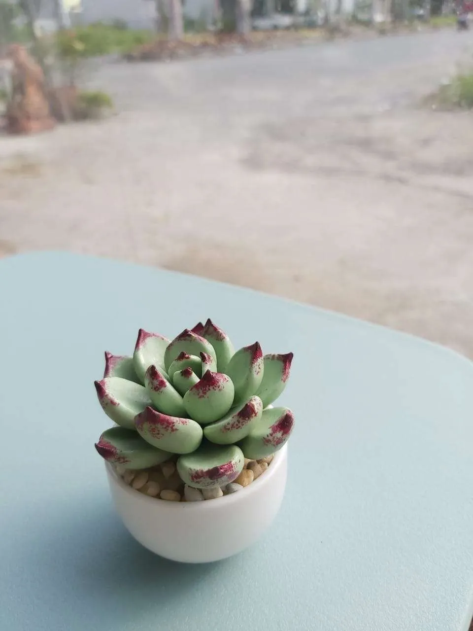 Sen đá mini là loại cây cảnh nhỏ gọn, phù hợp với nhiều kiểu chậu và phong cách trang trí khác nhau.