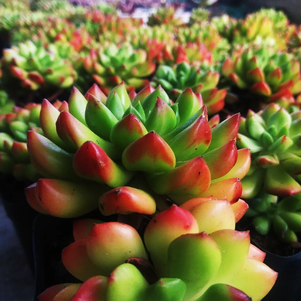 Mẫu sen đá mặt trời