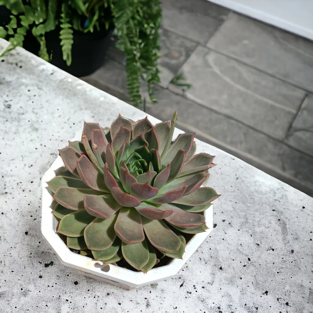 Sen đá Đế Vương là một loại sen đá nổi bật với dáng vẻ mạnh mẽ, sang trọng