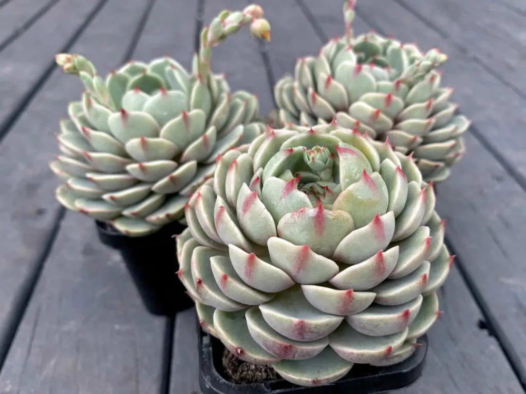 Sen Đá Vân Mai Giá Tốt Mua Ở Đâu? Cách Thuần Sen Đá?