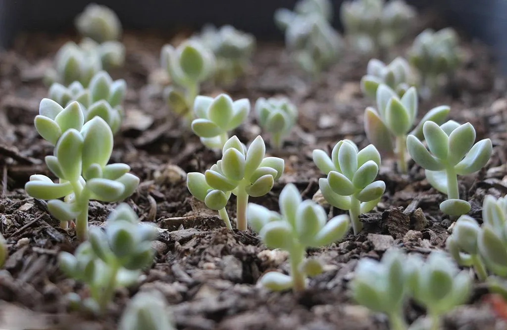 Sen đá có thể được trồng từ mầm lá rất đơn giản