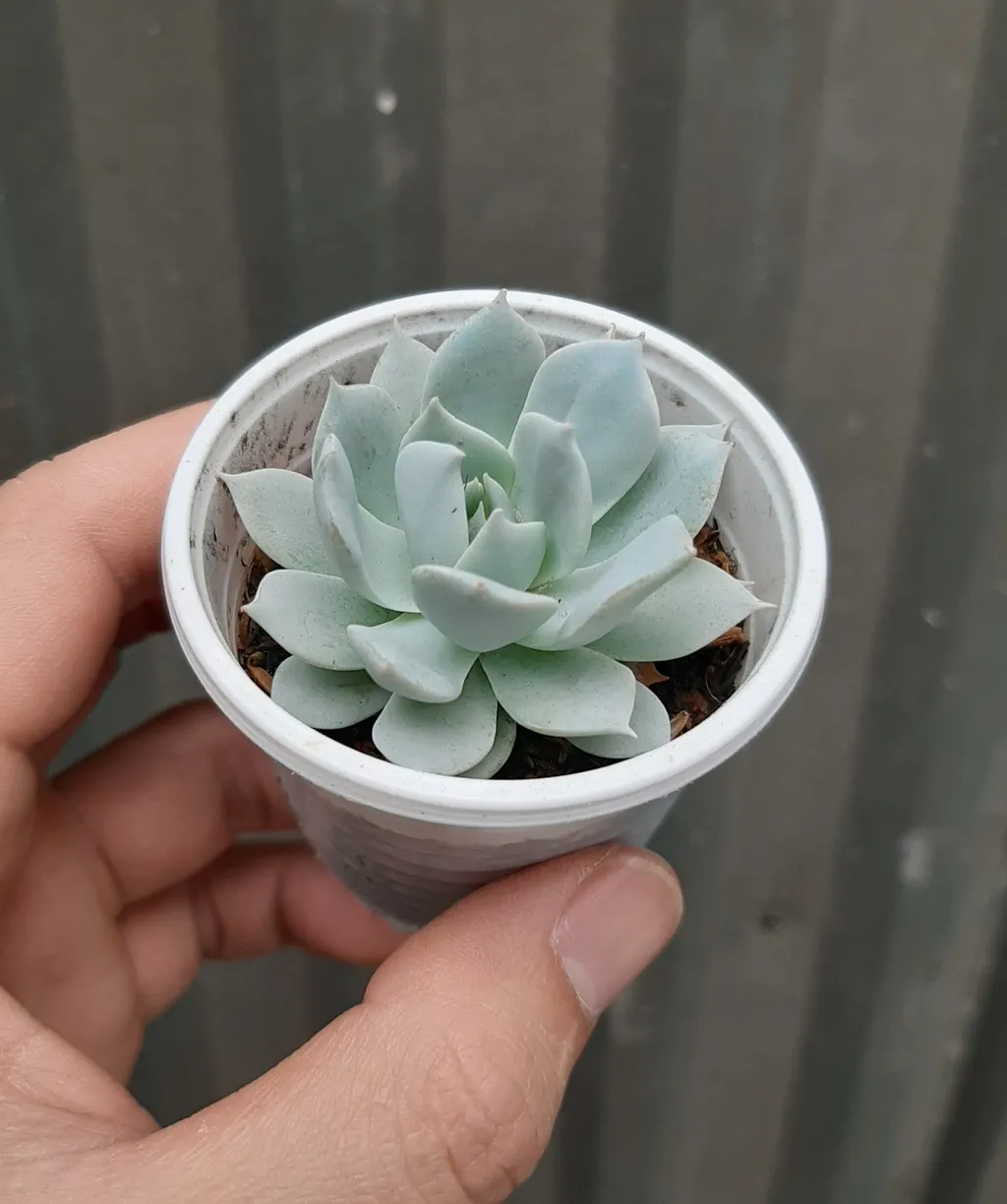 Hình ảnh sen đá có thể được trồng trong chậu cây nhỏ xinh