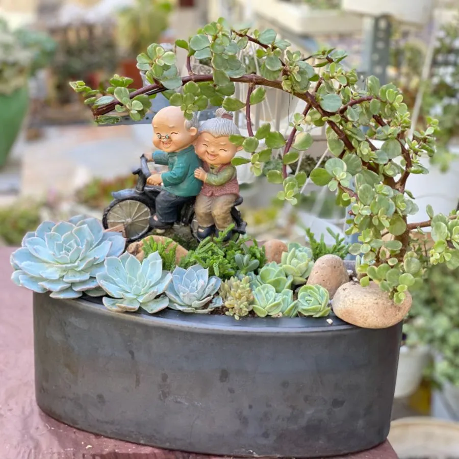 Hình sen đá được trồng kết hợp với nhiều loại cây khác và phụ kiện trang trí