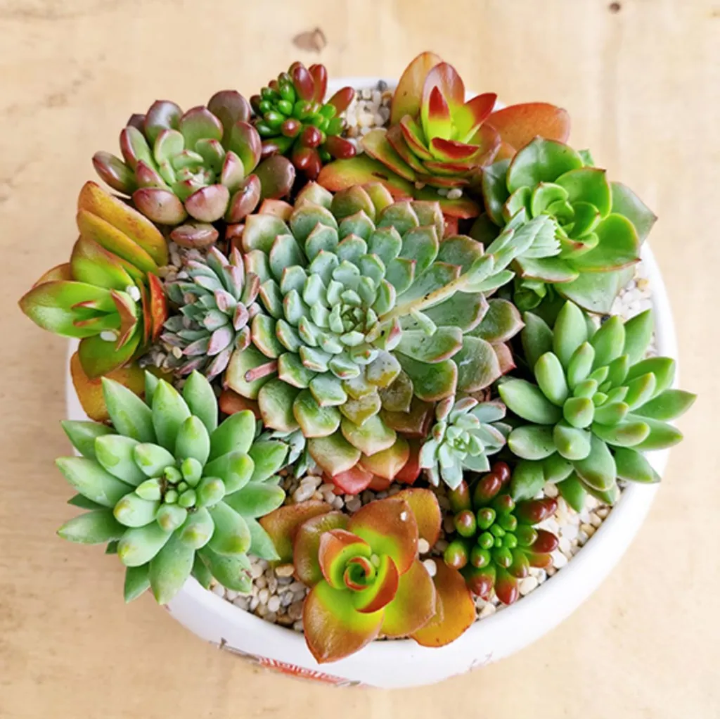 Cây Sen Đá - Ý Nghĩa Phong Thủy, Cách Trồng Và Chăm Sóc