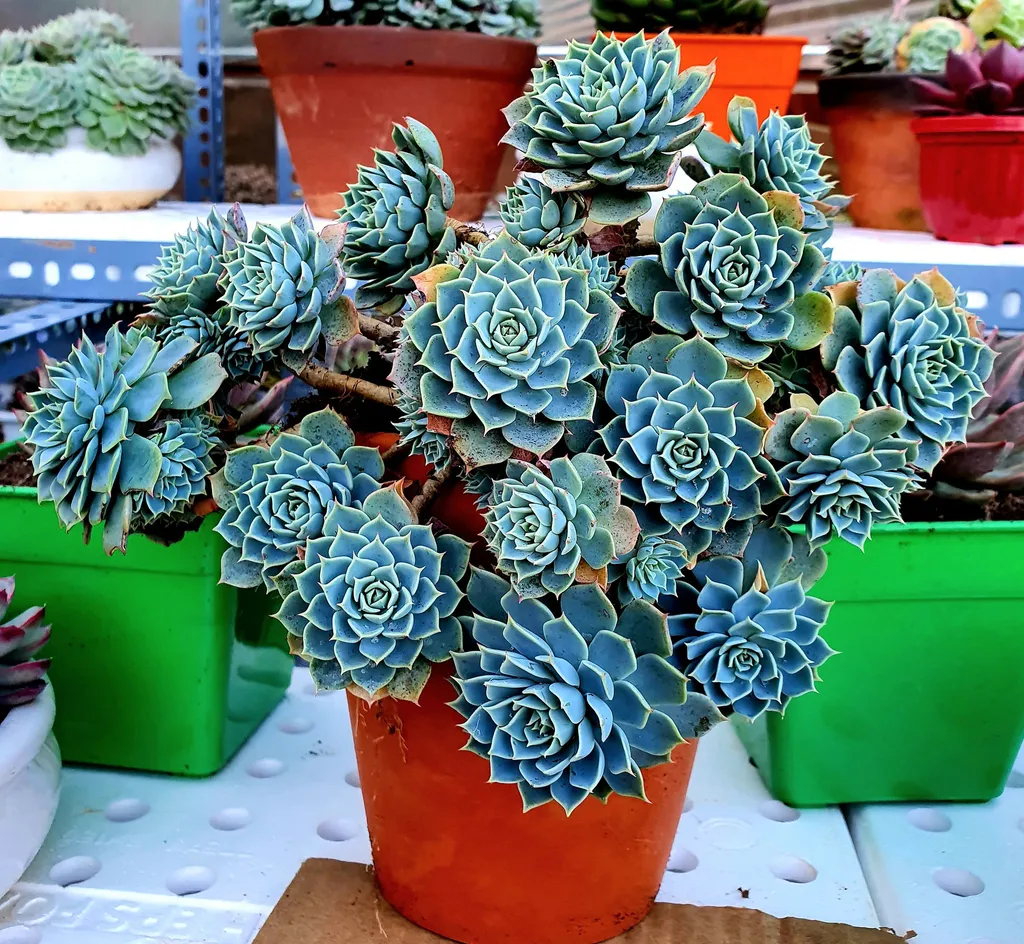 Dù đem lại nhiều công dụng, nhưng sen đá vẫn có nguy cơ mang đến nhiều tác hại khôn lường nếu không cẩn thận