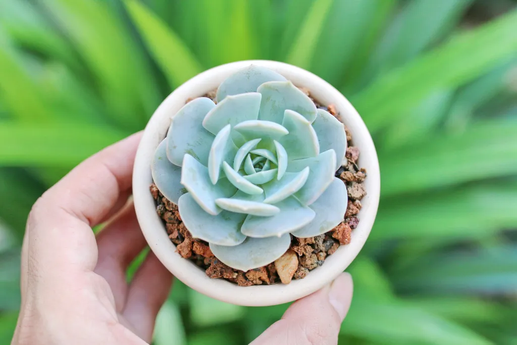 Mẫu sen đá mini hình hoa hồng