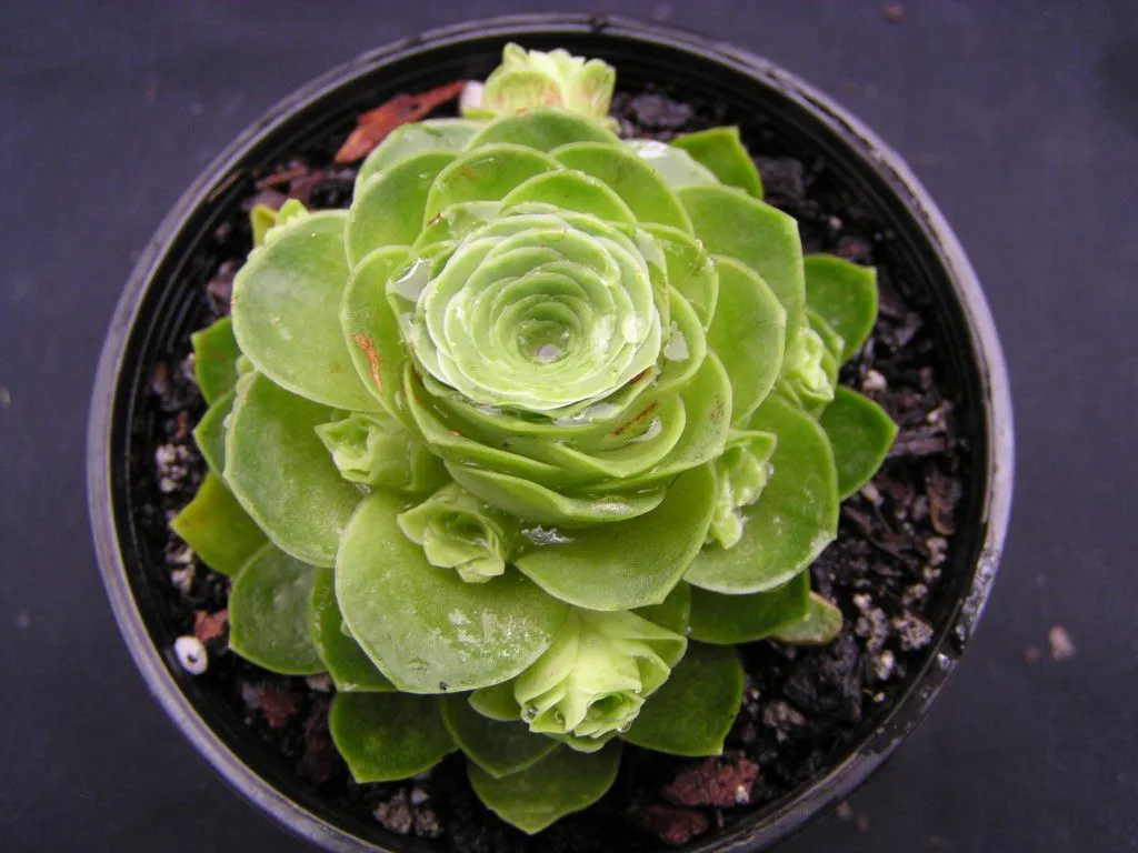 Mẫu sen đá hoa hồng xanh lá