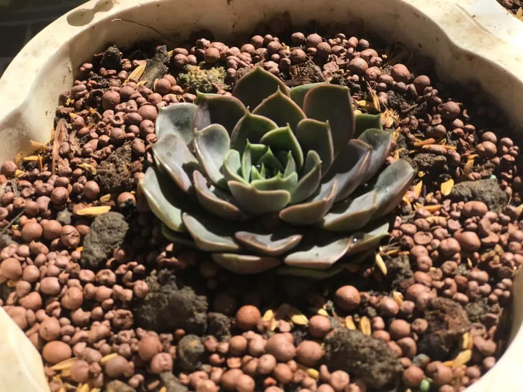 Mẫu sen đá hoa hồng đỏ