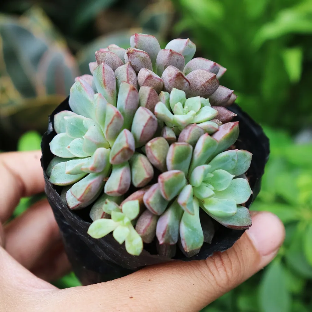 Sen đá kim cương tím độc đáo và đẹp mắt