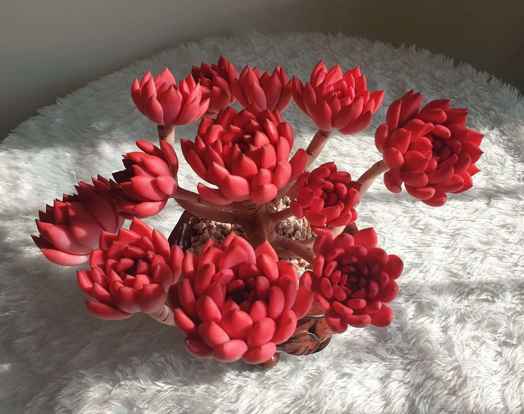 Mẫu sen đá kim cương đỏ