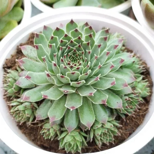 Sen đá Phật Bà với cụm lá tạo hình như đài sen