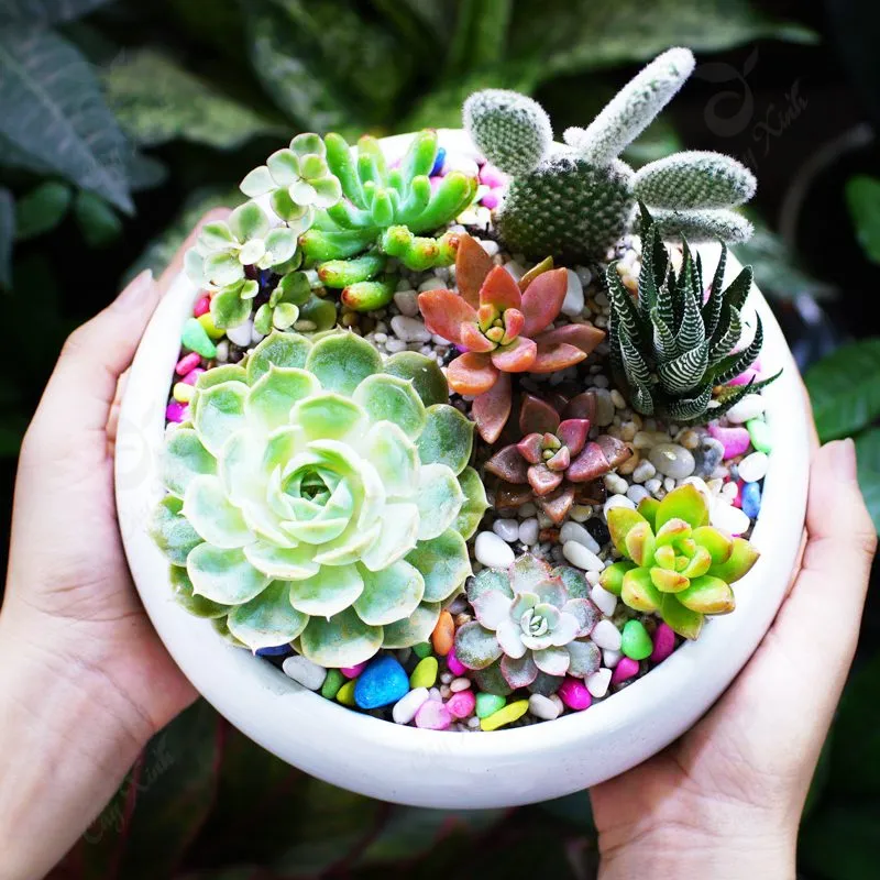 Mẫu kết hợp sen đá xương rồng độc đáo