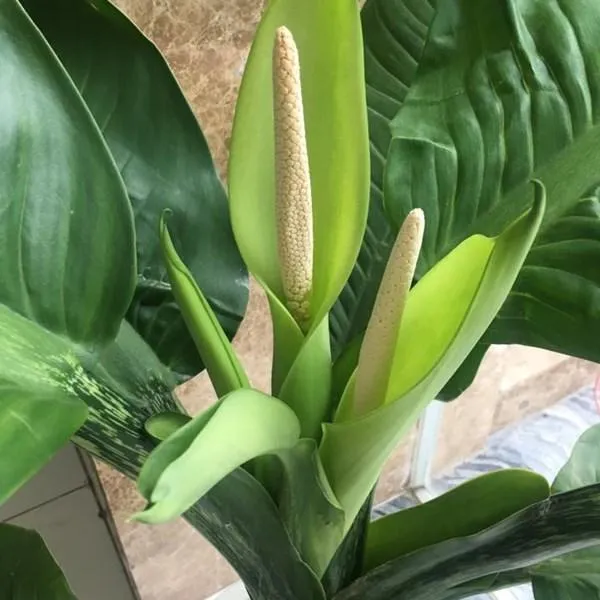 Cây đại phú gia ra hoa với cách chăm sóc phù hợp