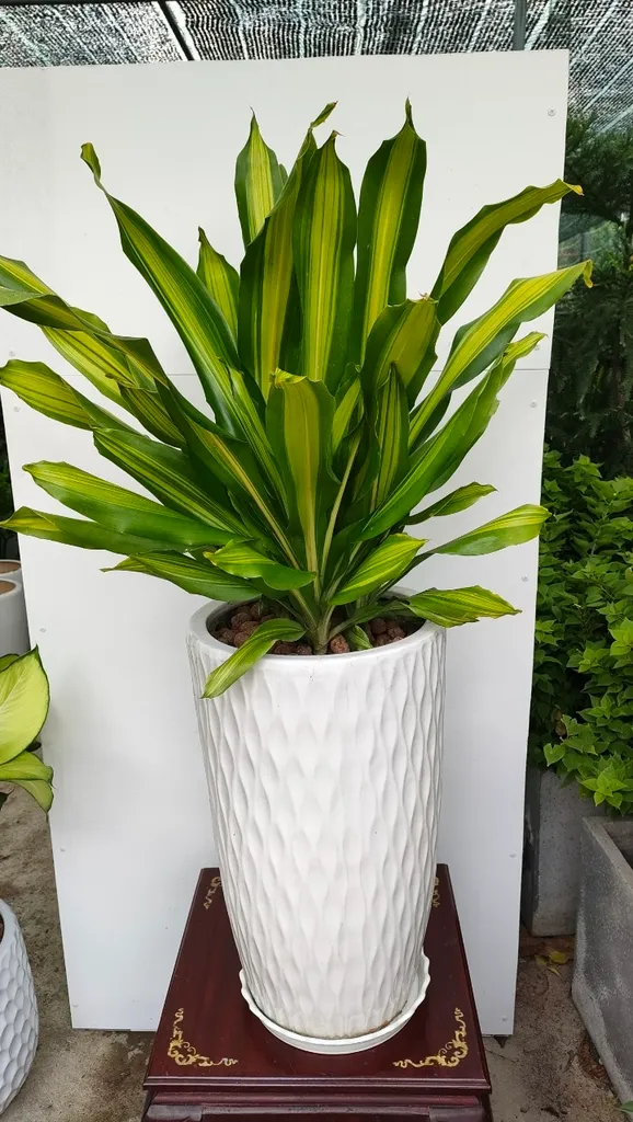 Chậu cây phát tài Thái đơn giản